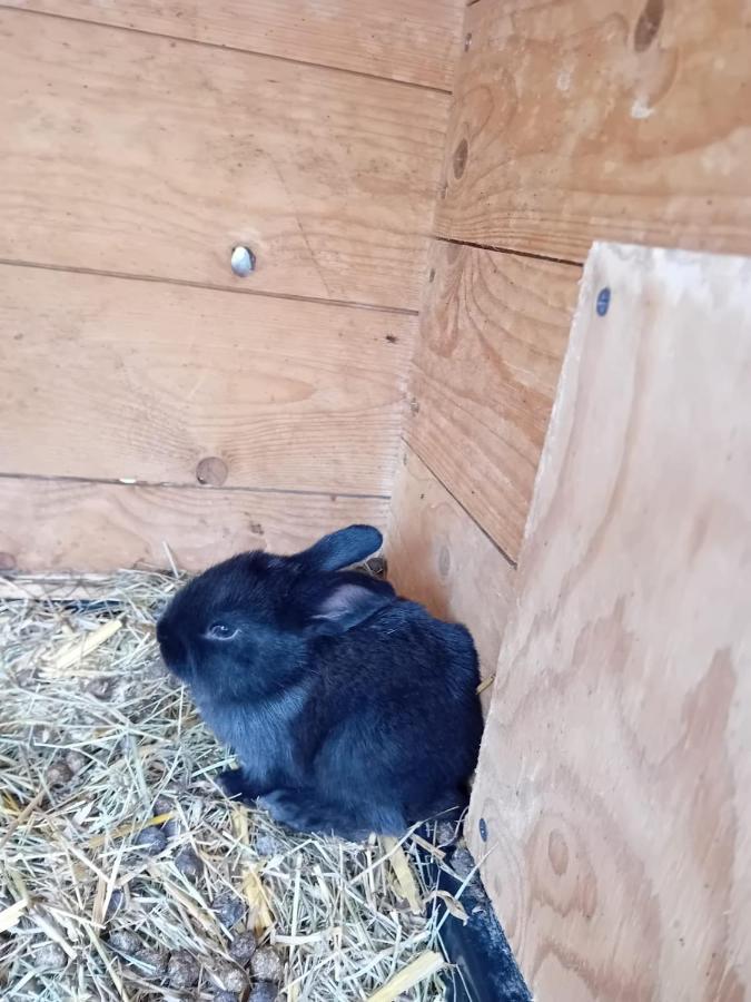Ferienwohnung Mit Bauernhofflair Löbau Екстериор снимка